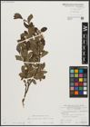 Foto von Salix appendiculata Vill. x Salix waldsteiniana Willd.